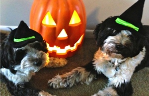 Two Tibetan Terrier dogs with Halloween hats on in front of lit pumpkin